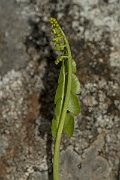 David Plant Photography - Wildlife Photography - Moonwort - C