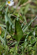 David Plant Photography - Wildlife Photography - Small adder's-tongue fern - C