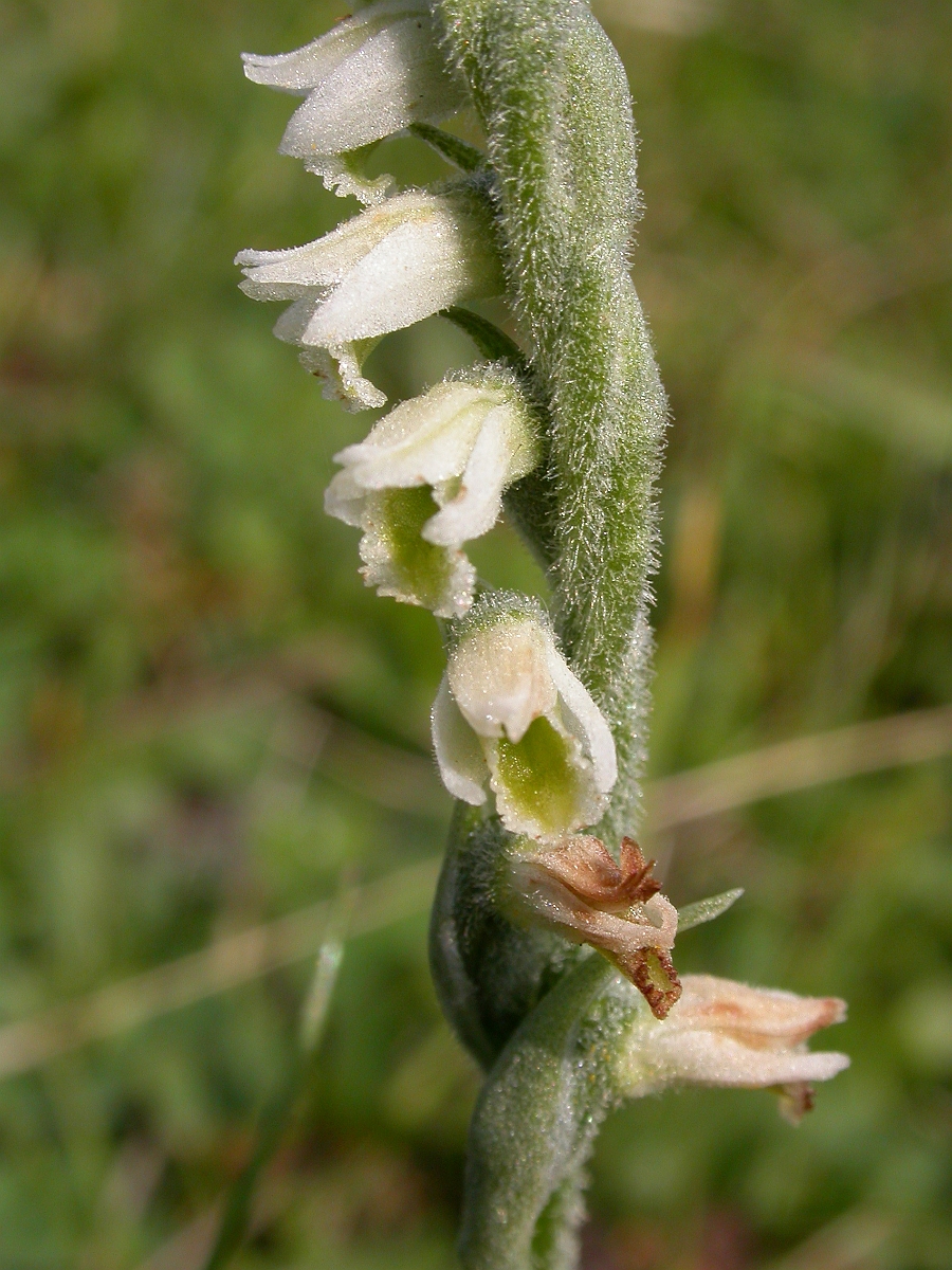 David Plant Photography - Wildlife Photographer - Autumn ladys tresses - A.jpg - Autumn ladys tresses - Dorset