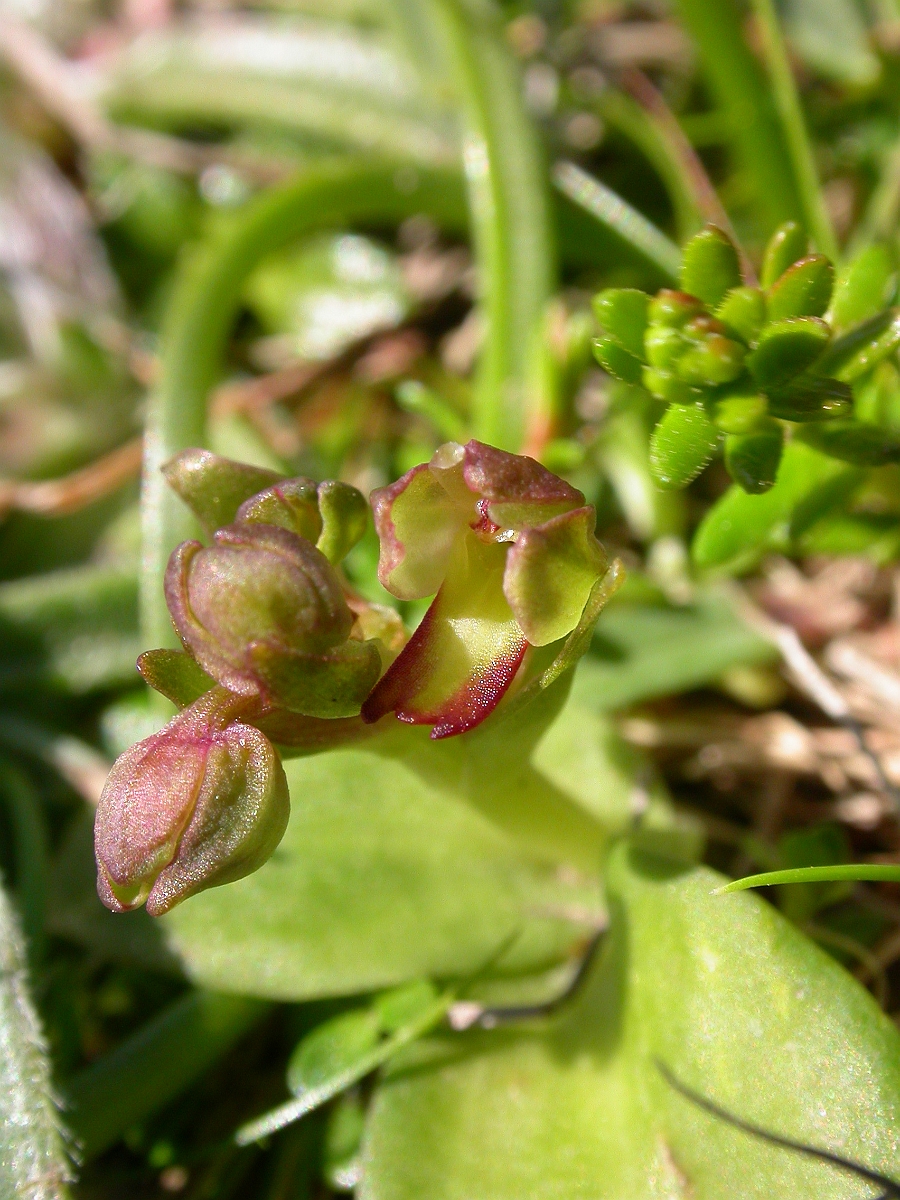David Plant Photography - Wildlife Photographer - Frog orchid - A.jpg - Frog orchid - Orkney