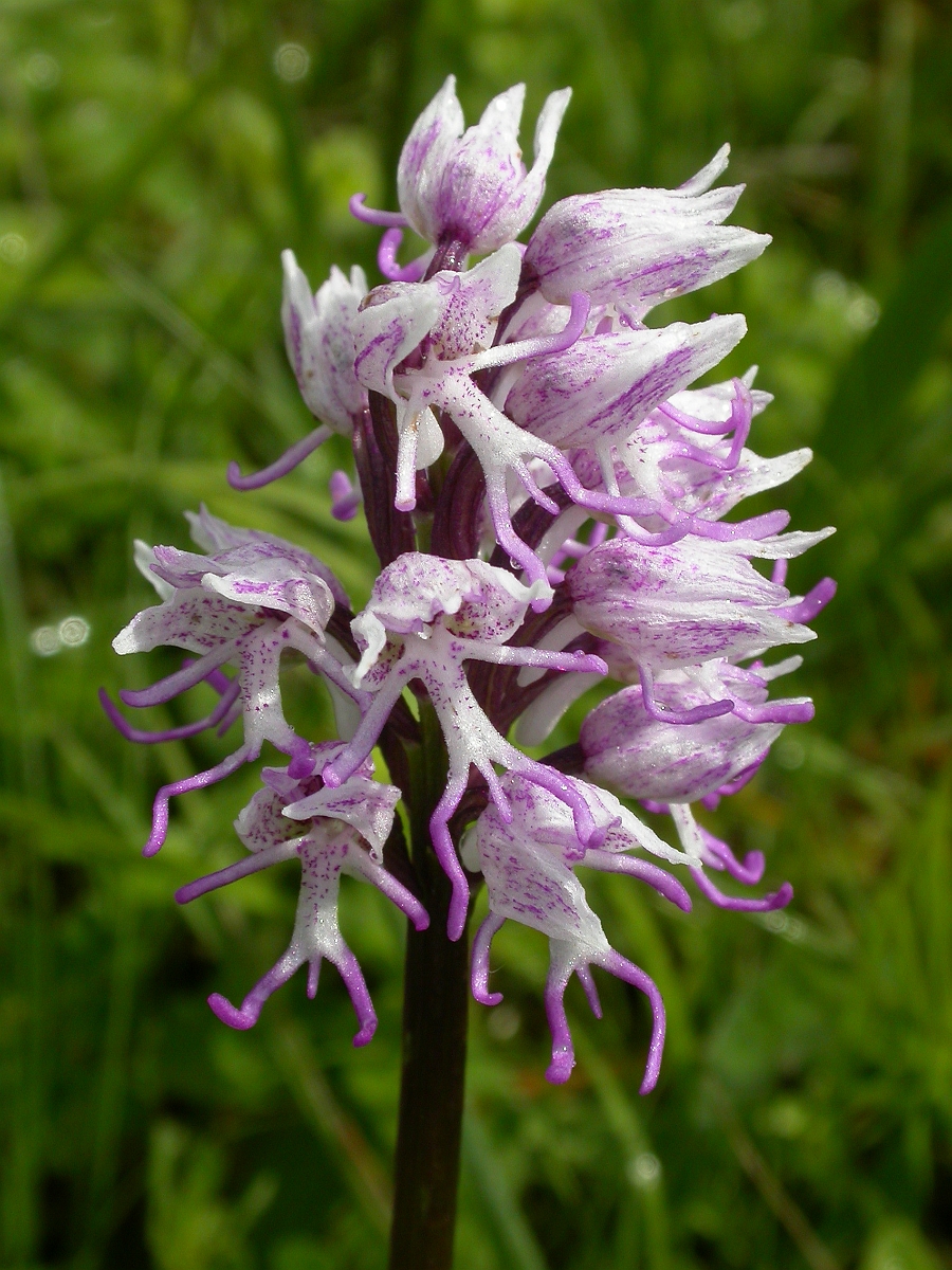 David Plant Photography - Wildlife Photographer - Monkey orchid - A.jpg - Monkey orchid - Oxfordshire
