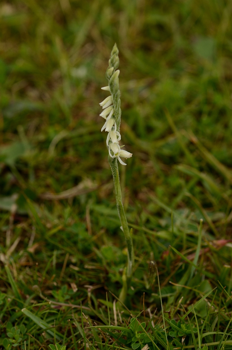 David Plant Photography - Wildlife Photography - Autumn ladys tresses - C.jpg - Autumn ladys tresses plant - Hampshire