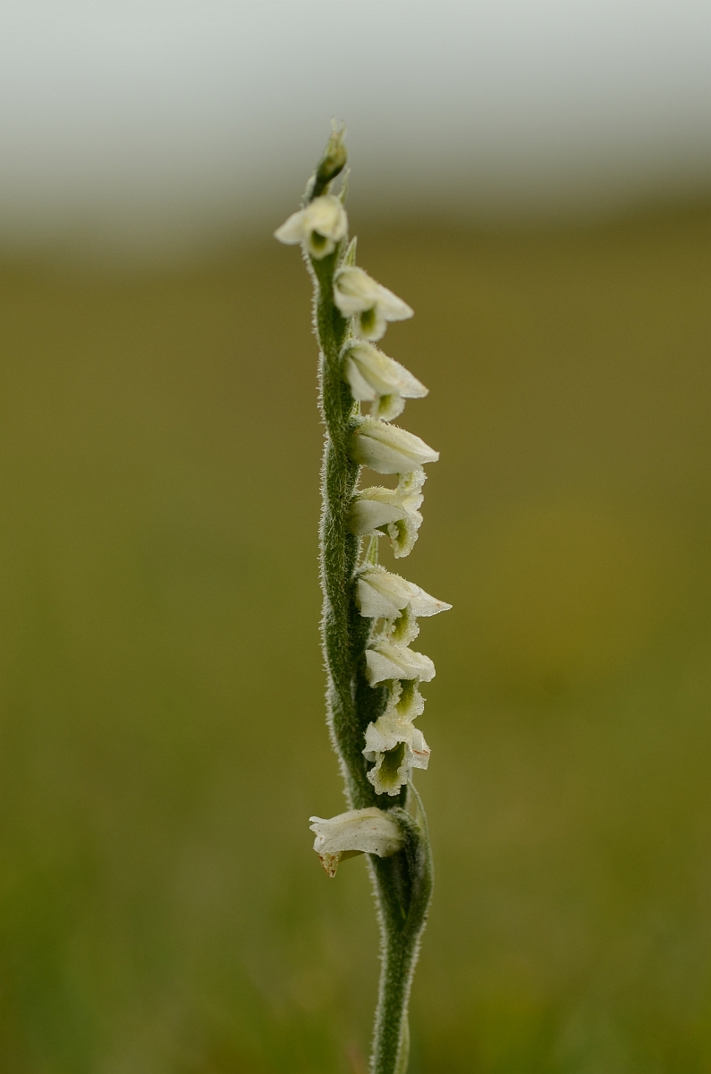 David Plant Photography - Wildlife Photography - Autumn ladys tresses - D.jpg - Autumn ladys tresses spike - Hampshire