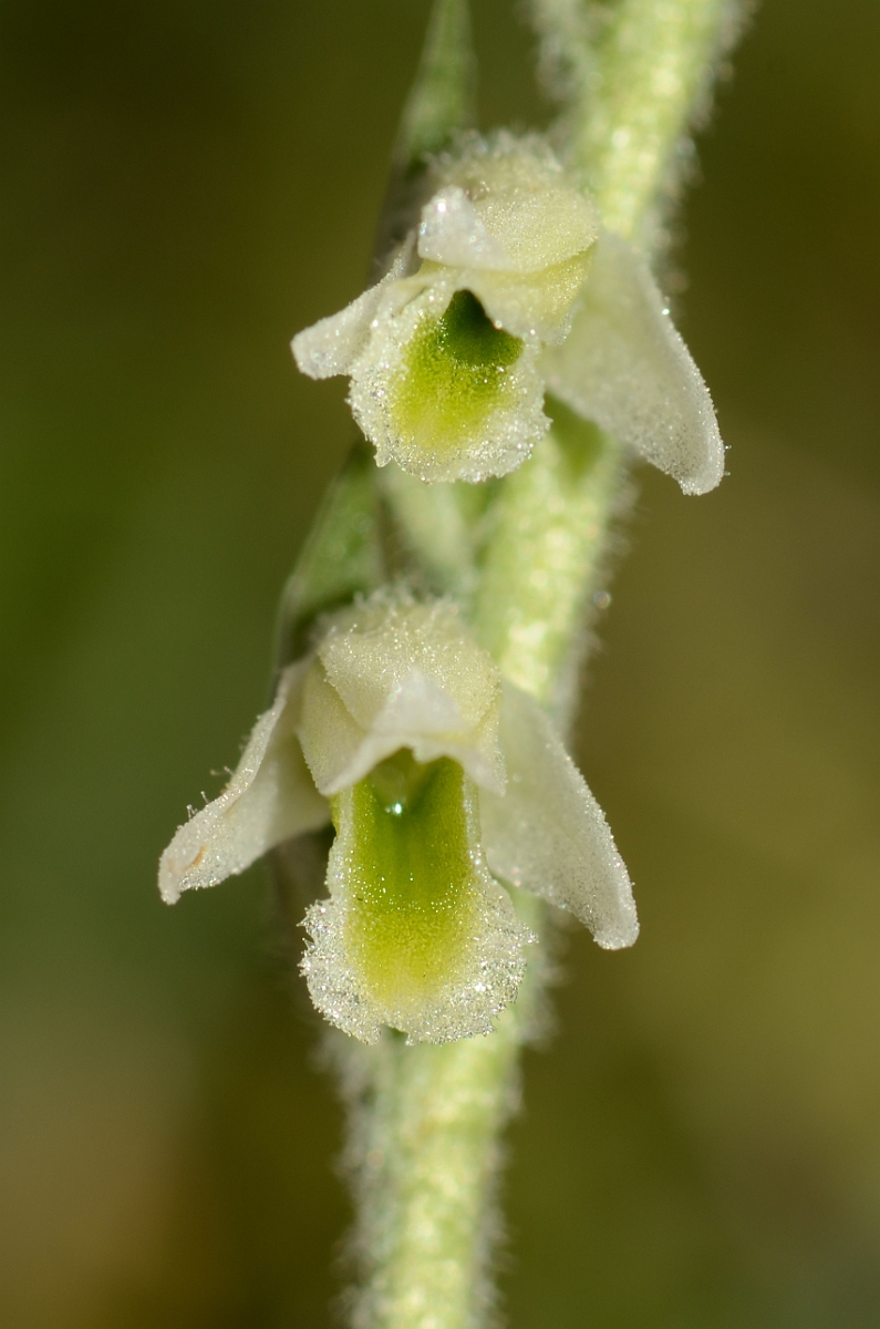 David Plant Photography - Wildlife Photography - Autumn ladys tresses - F.jpg - Autumn ladys tresses flowers - Hampshire