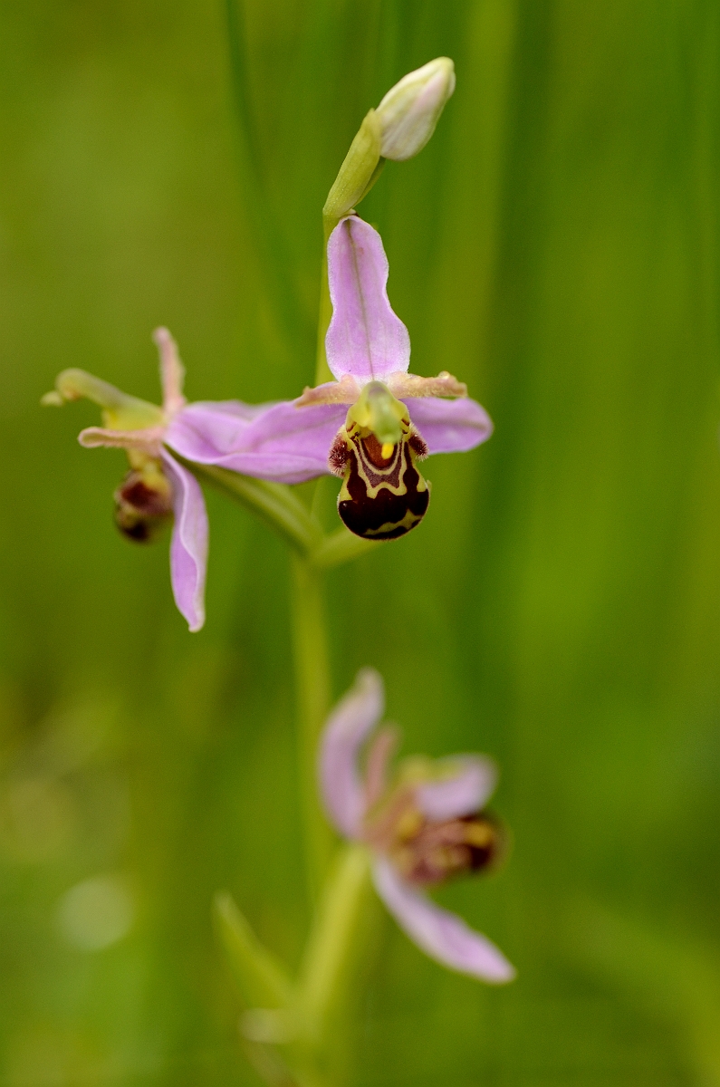 David Plant Photography - Wildlife Photography - Bee orchid - C.jpg - Bee orchid flower spike - Norfolk