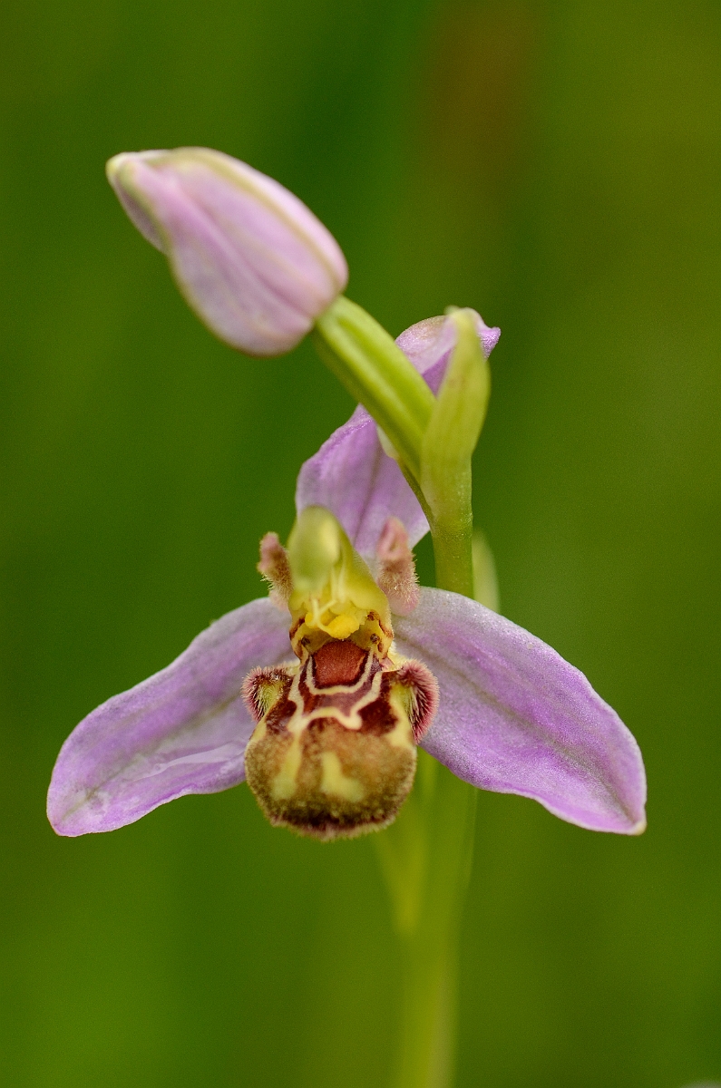 David Plant Photography - Wildlife Photography - Bee orchid - D.jpg - Bee orchid flower - Norfolk