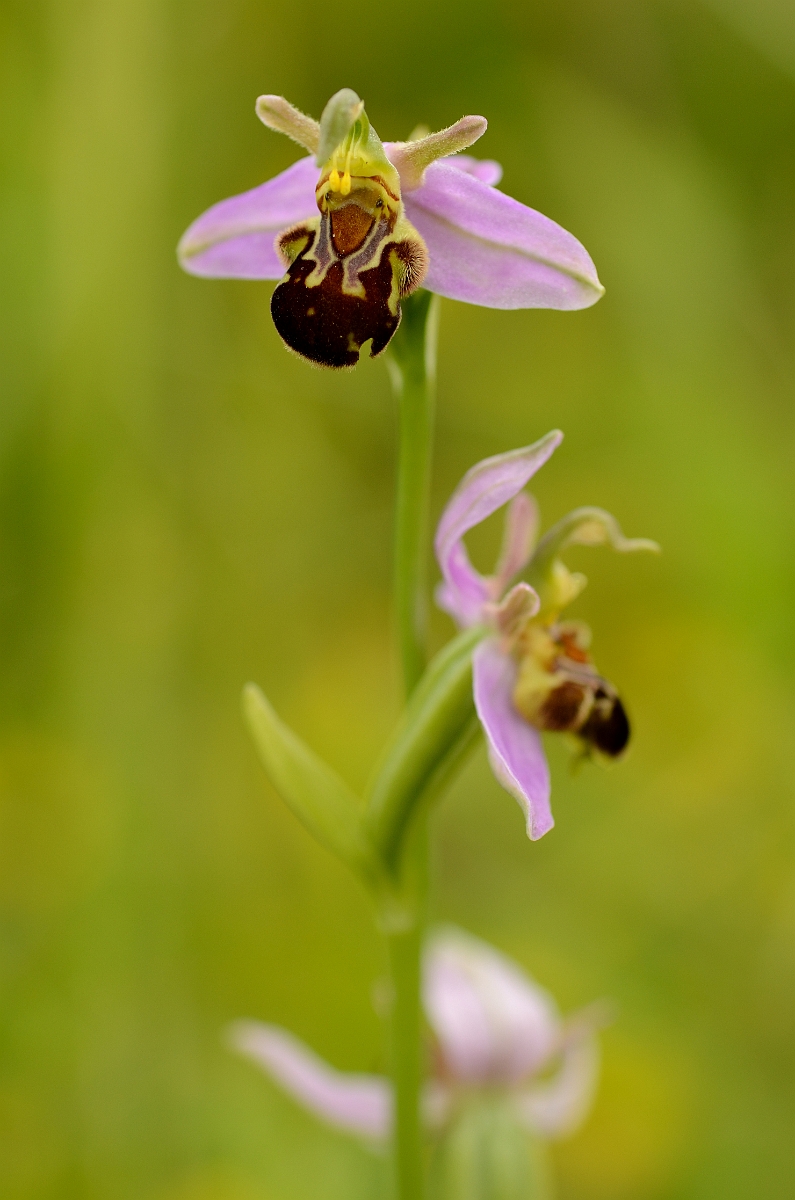David Plant Photography - Wildlife Photography - Bee orchid - E.jpg - Bee orchid flower spike - Oxfordshire