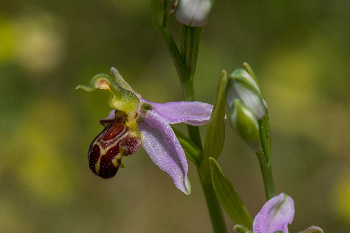David Plant Photography - Wildlife Photography - Bee orchid - I.JPG - Bee orchid - Suffolk