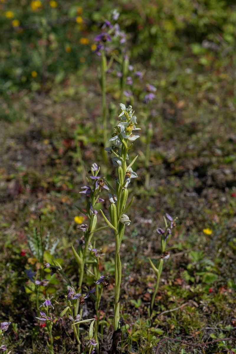 David Plant Photography - Wildlife Photography - Bee orchid - J.JPG - Bee orchid - Kent