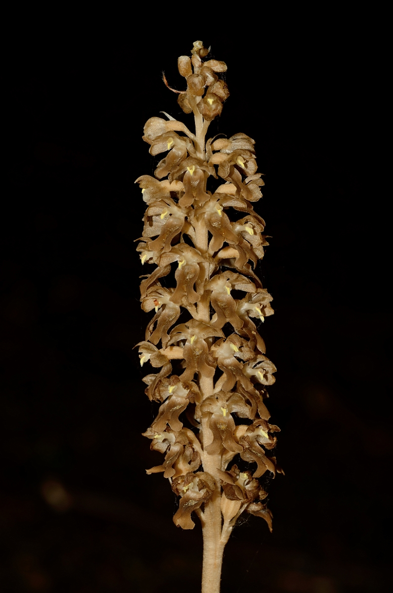 David Plant Photography - Wildlife Photography - Bird's-nest orchid - E.jpg - Bird's-nest orchid flowering spike - Oxfordshire