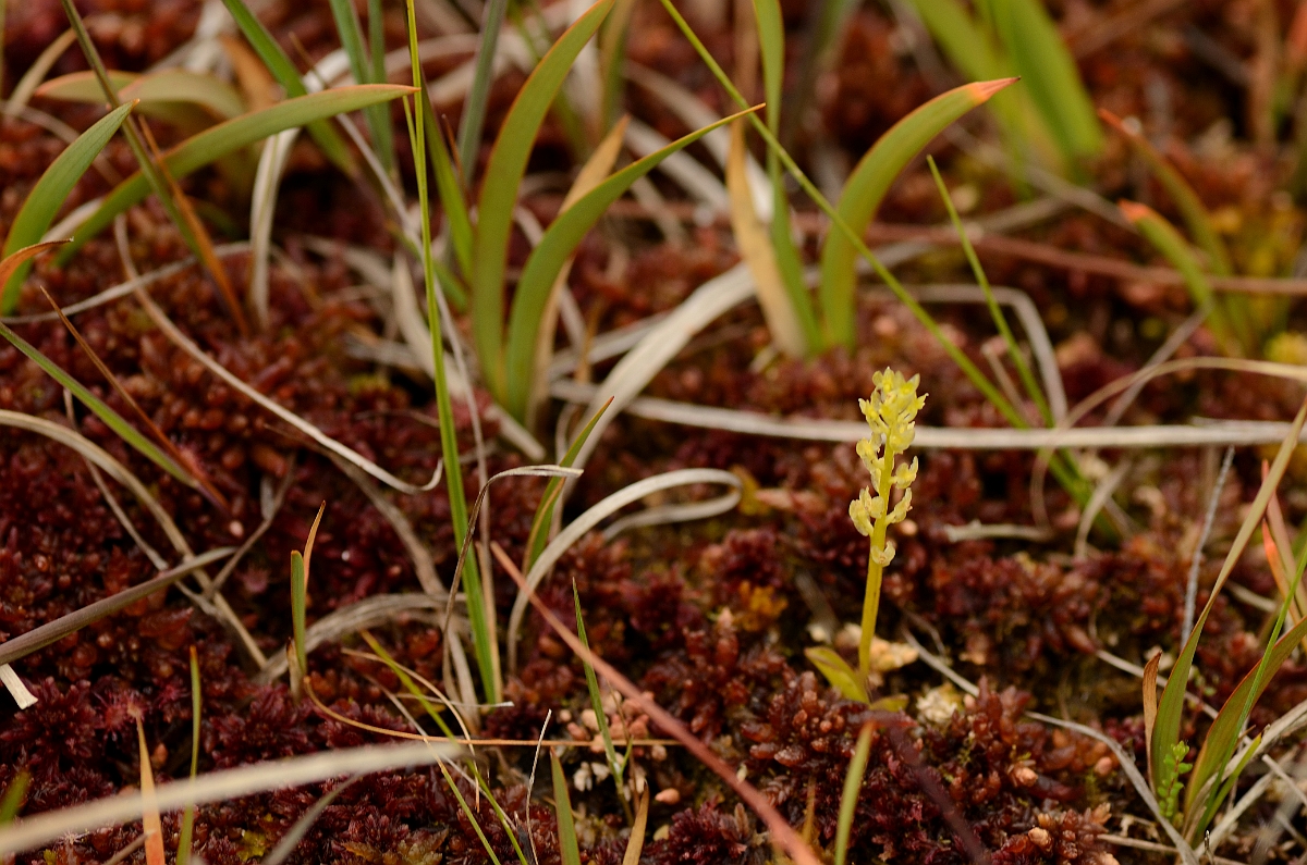 David Plant Photography - Wildlife Photography - Bog orchid - B.jpg - Bog orchid in habitat - Hampshire