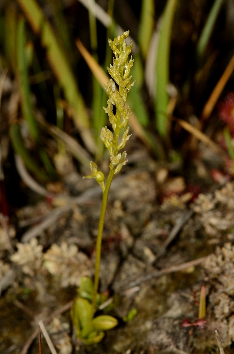 David Plant Photography - Wildlife Photography - Bog orchid - G.jpg - Bog orchid flower spike - Hampshire