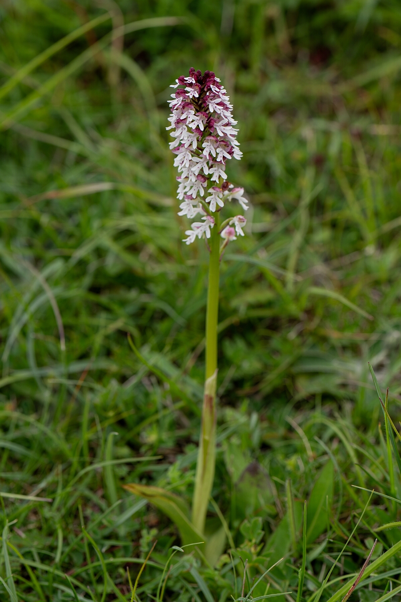 David Plant Photography - Wildlife Photography - Burnt orchid - F.jpg - Burnt orchid - Bedfordshire