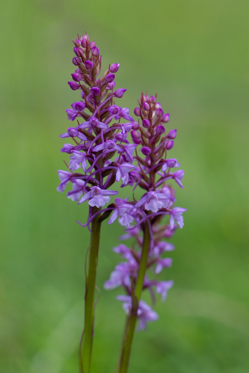 David Plant Photography - Wildlife Photography - Common fragrant orchid - G.jpg - Common fragrant orchid - Bedfordshire