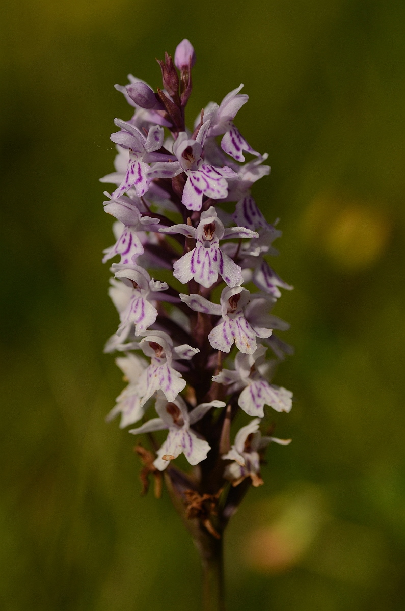 David Plant Photography - Wildlife Photography - Common spotted orchid - C.jpg - Common spotted orchid flower spike - Oxfordshire