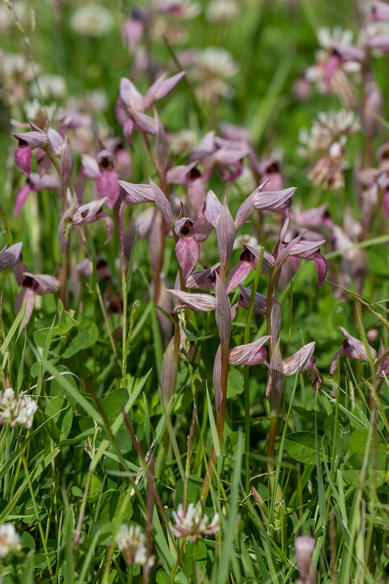 David Plant Photography - Wildlife Photography - Common tongue-orchid - C.JPG - Common tongue-orchid, plants - Essex