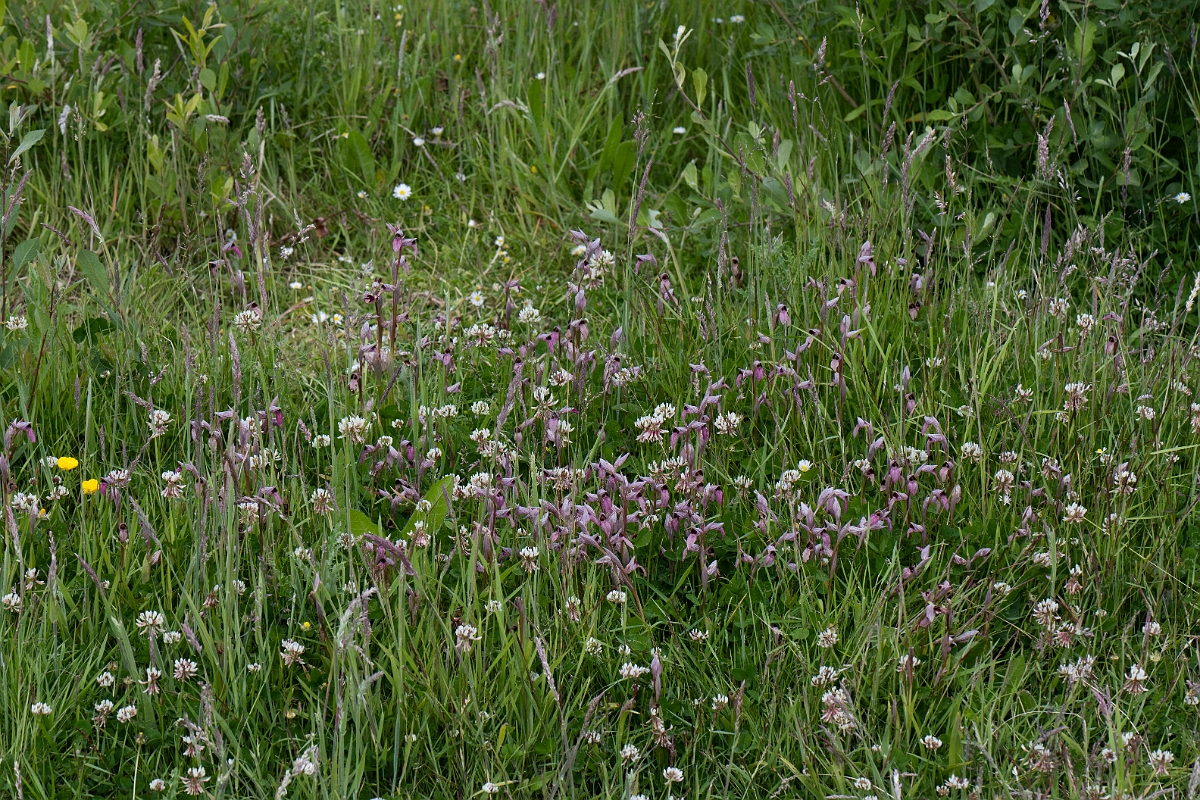 David Plant Photography - Wildlife Photography - Common tongue-orchid - E.JPG - Common tongue-orchid, plants - Essex