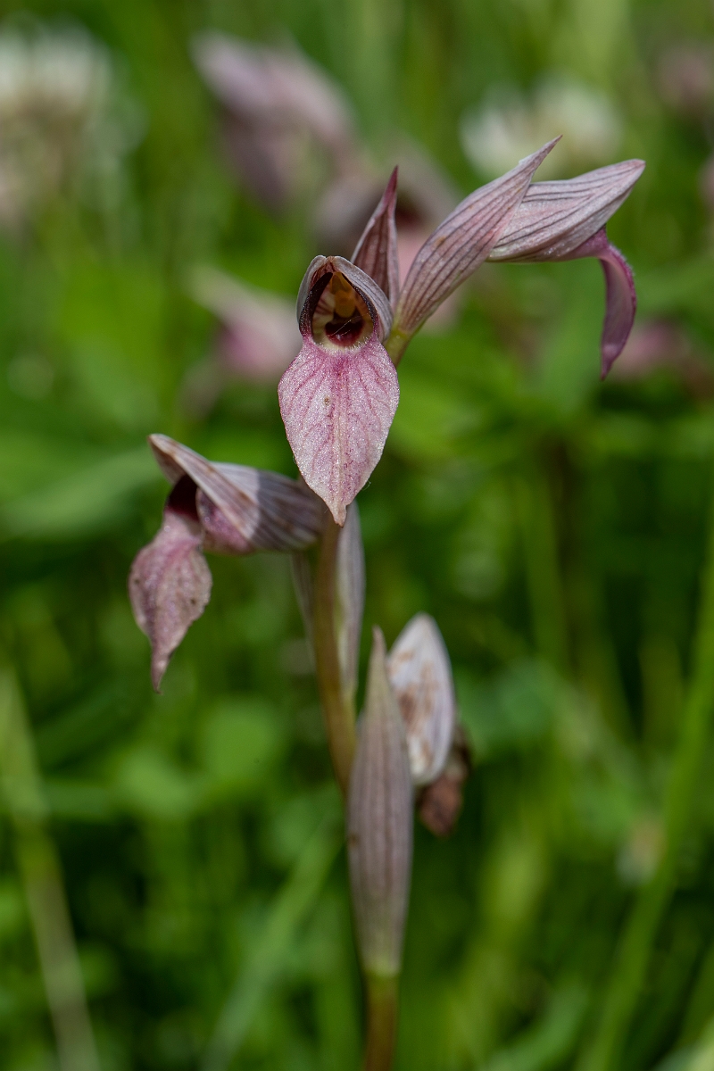 David Plant Photography - Wildlife Photography - Common tongue-orchid - F.JPG - Common tongue-orchid, spike - Essex