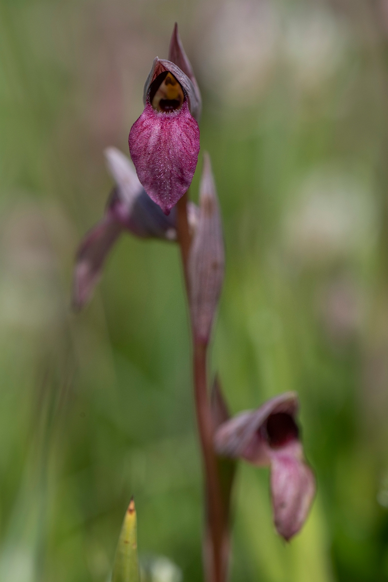 David Plant Photography - Wildlife Photography - Common tongue-orchid - K.JPG - Common tongue-orchid, spike - Essex