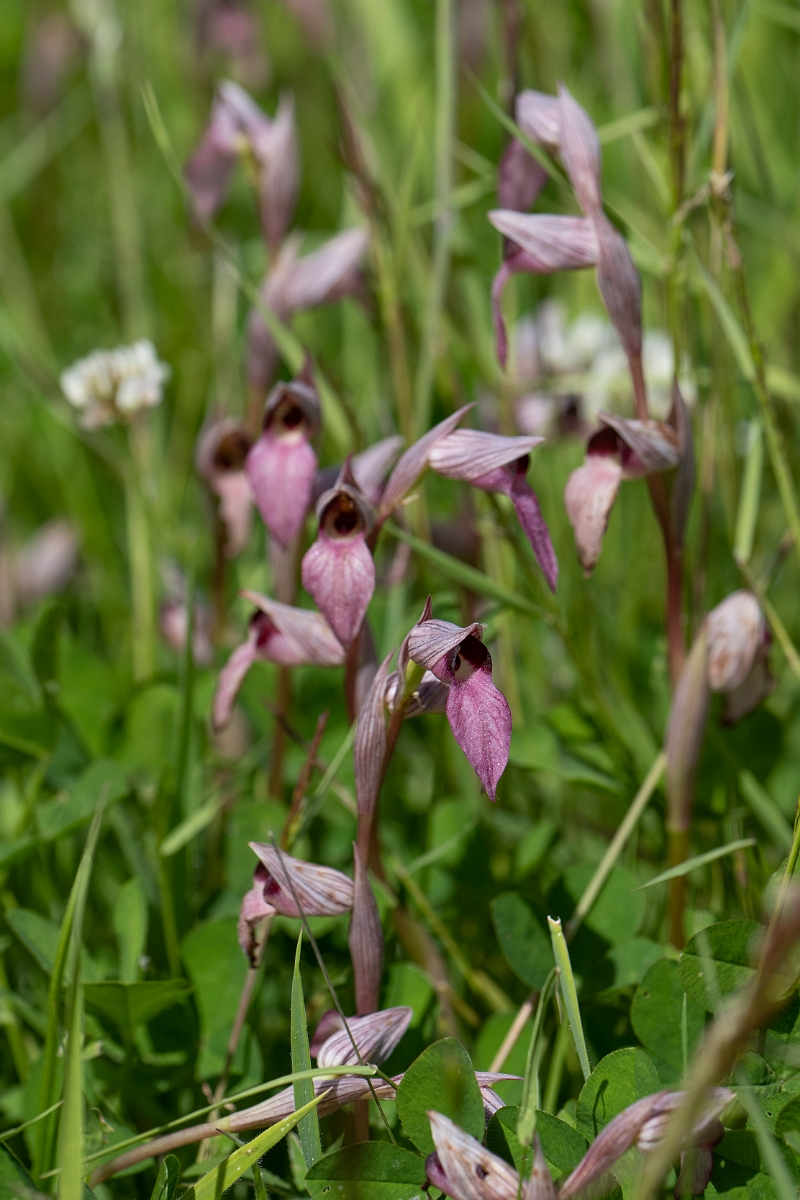 David Plant Photography - Wildlife Photography - Common tongue-orchid - L.JPG - Common tongue-orchid, plants - Essex