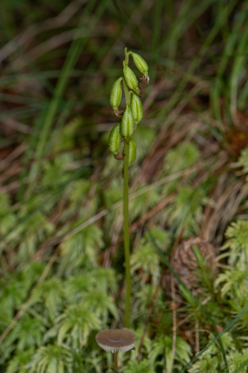 David Plant Photography - Wildlife Photography - Coralroot orchid - A.JPG - Coralroot orchid, seedpods - Cairngorms