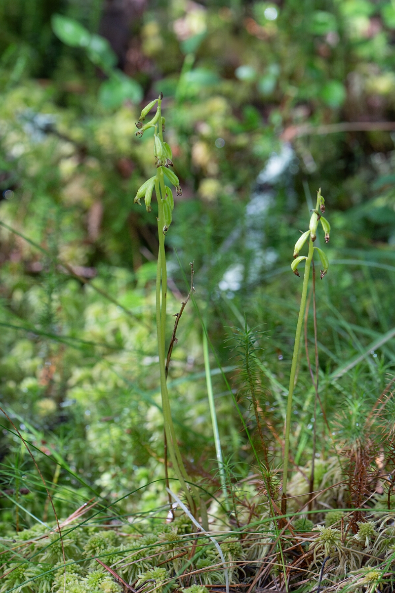 David Plant Photography - Wildlife Photography - Coralroot orchid - D.jpg - Coralroot orchid, seedpods - Cairngorms