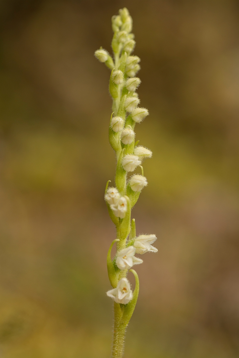 David Plant Photography - Wildlife Photography - Creeping ladys-tresses - B.jpg - Creeping ladys-tresses - Sutherland