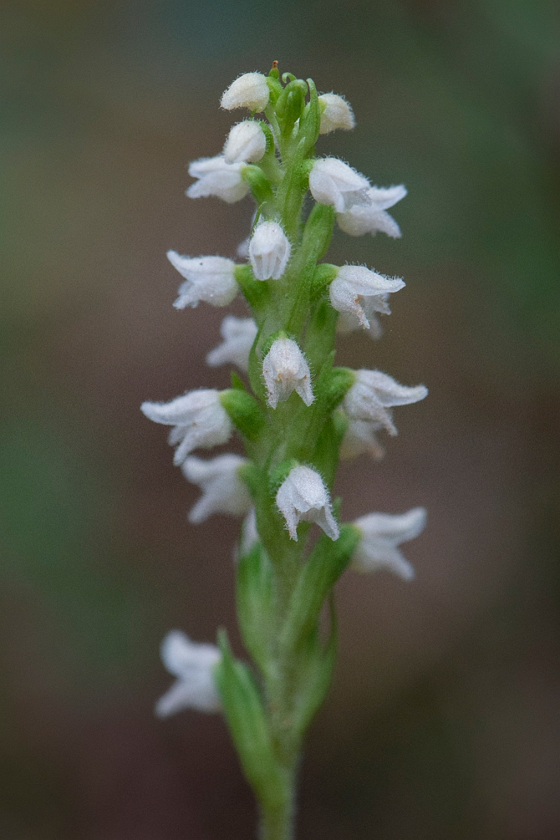 David Plant Photography - Wildlife Photography - Creeping ladys-tresses - E.JPG - Creeping ladystresses, flower spike - Cairngorms