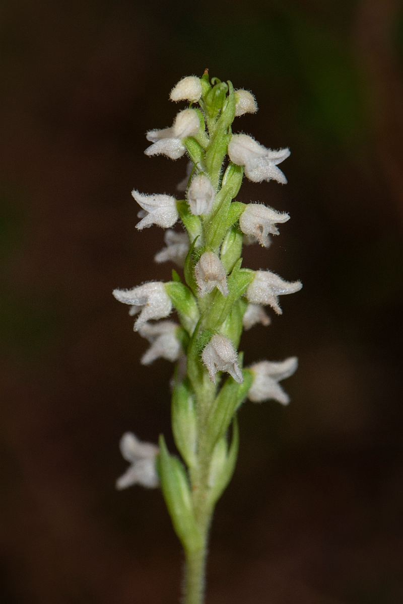 David Plant Photography - Wildlife Photography - Creeping ladys-tresses - F.JPG - Creeping ladystresses, flower spike - Cairngorms