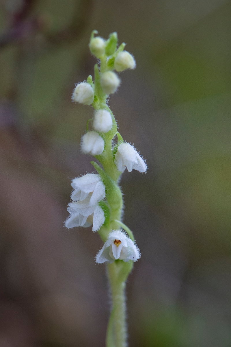 David Plant Photography - Wildlife Photography - Creeping ladys-tresses - I.JPG - Creeping ladystresses, flower spike - Cairngorms