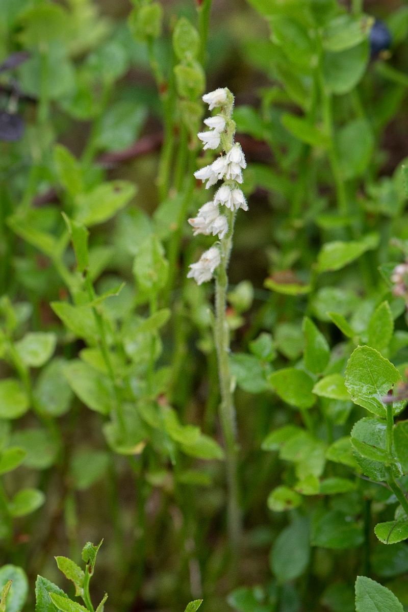 David Plant Photography - Wildlife Photography - Creeping ladys-tresses - J.JPG - Creeping ladystresses - Cairngorms