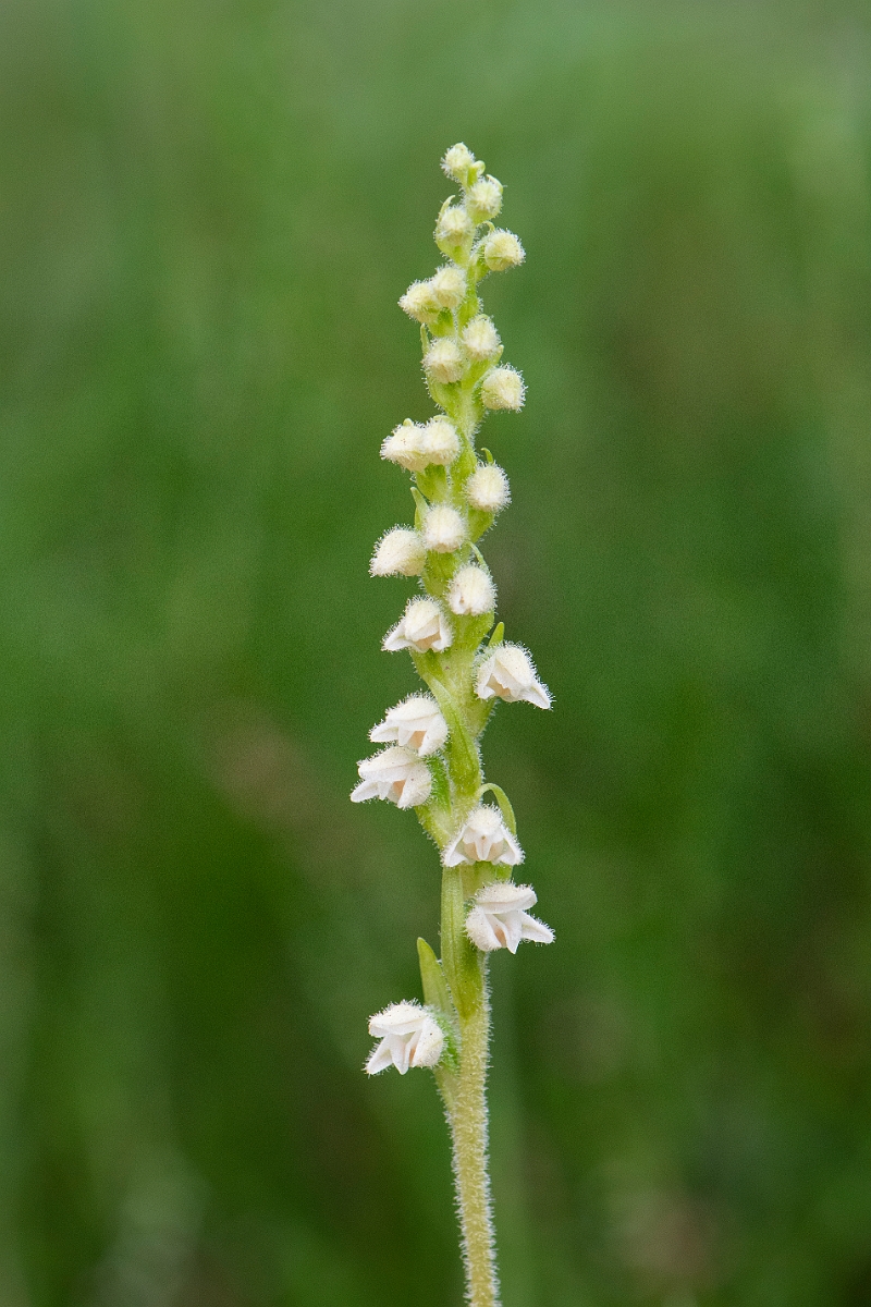 David Plant Photography - Wildlife Photography - Creeping ladys-tresses - L.JPG - Creeping ladystresses, flower spike - Cairngorms