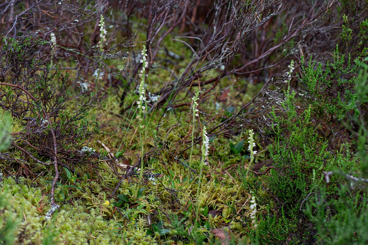 David Plant Photography - Wildlife Photography - Creeping ladys-tresses - M.jpg - Creeping ladystresses, group - Cairngorms