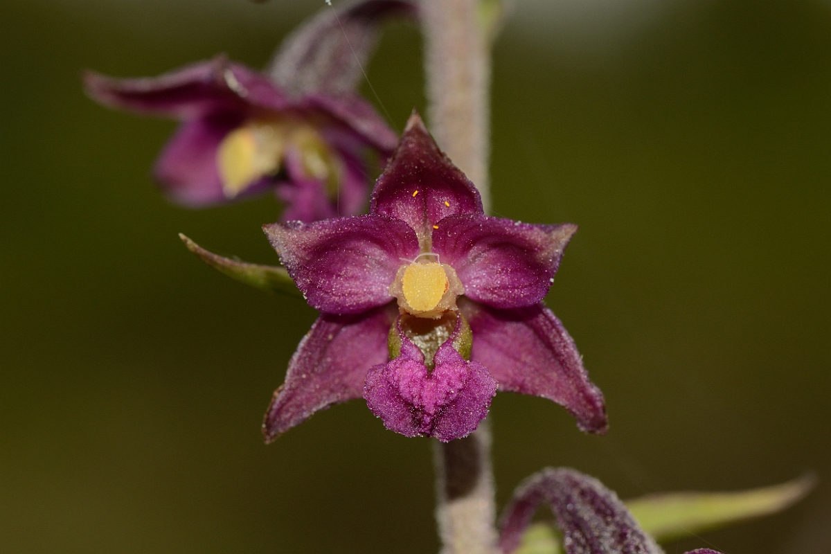 David Plant Photography - Wildlife Photography - Dark red helleborine - B.jpg - Dark red helleborine - County Durham