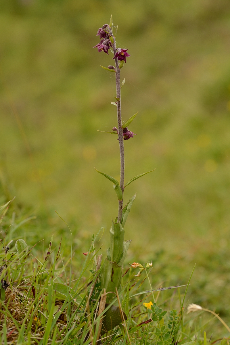 David Plant Photography - Wildlife Photography - Dark red helleborine - C.jpg - Dark red helleborine - County Durham