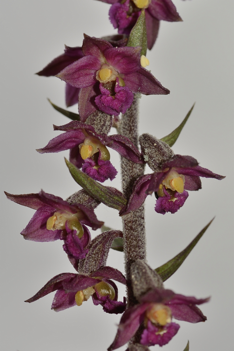David Plant Photography - Wildlife Photography - Dark red helleborine - F.jpg - Dark red helleborine - County Durham