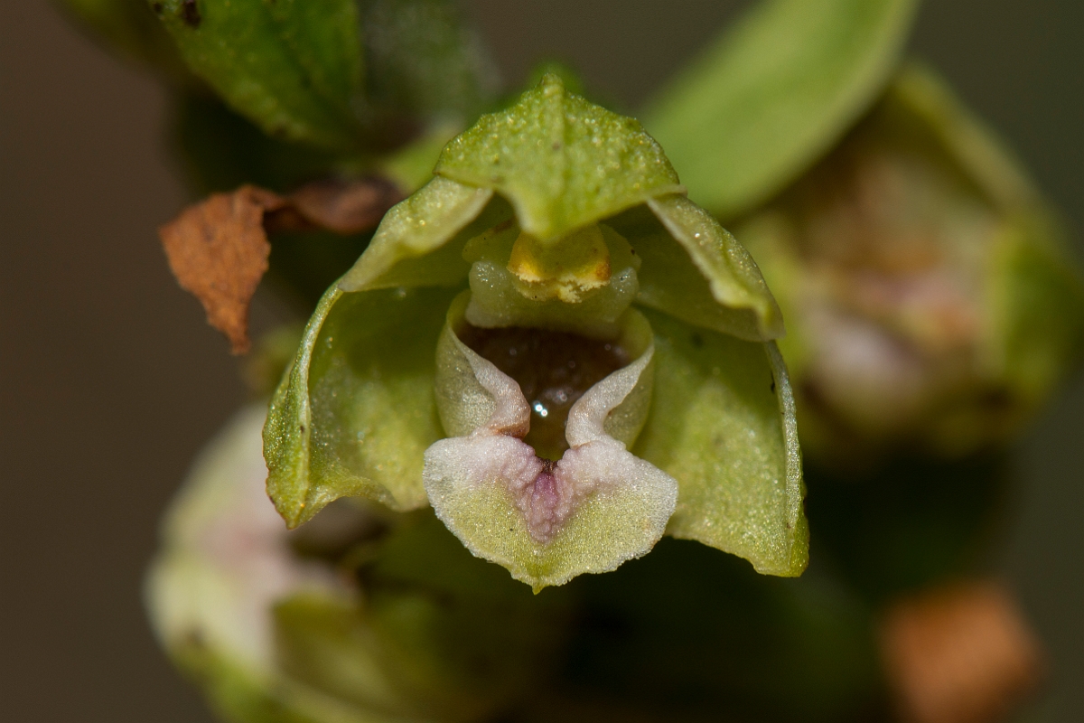 David Plant Photography - Wildlife Photography - Dune helleborine - C.jpg - Dune helleborine flower - Anglesey