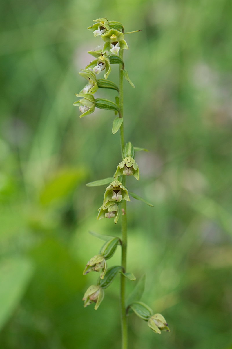 David Plant Photography - Wildlife Photography - Dune helleborine - D.jpg - Dune helleborine spike - Anglesey