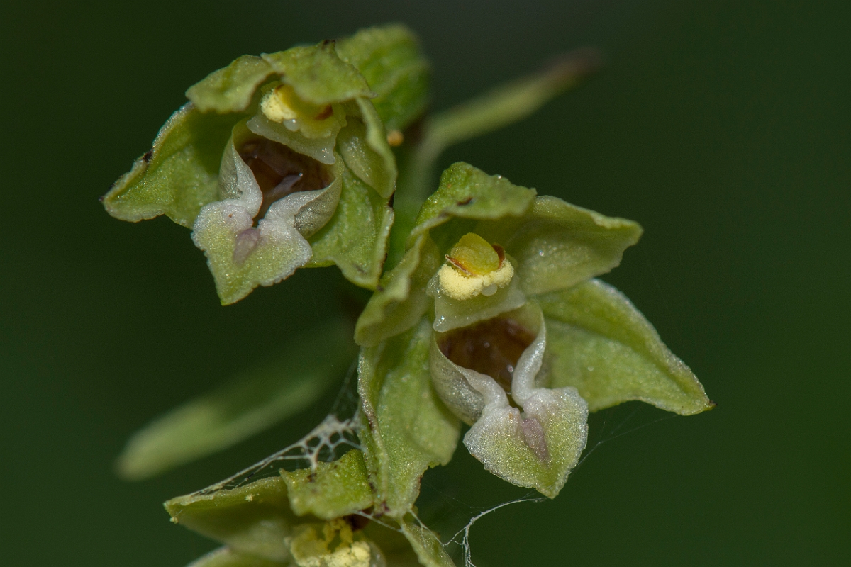 David Plant Photography - Wildlife Photography - Dune helleborine - E.jpg - Dune helleborine flower - Anglesey