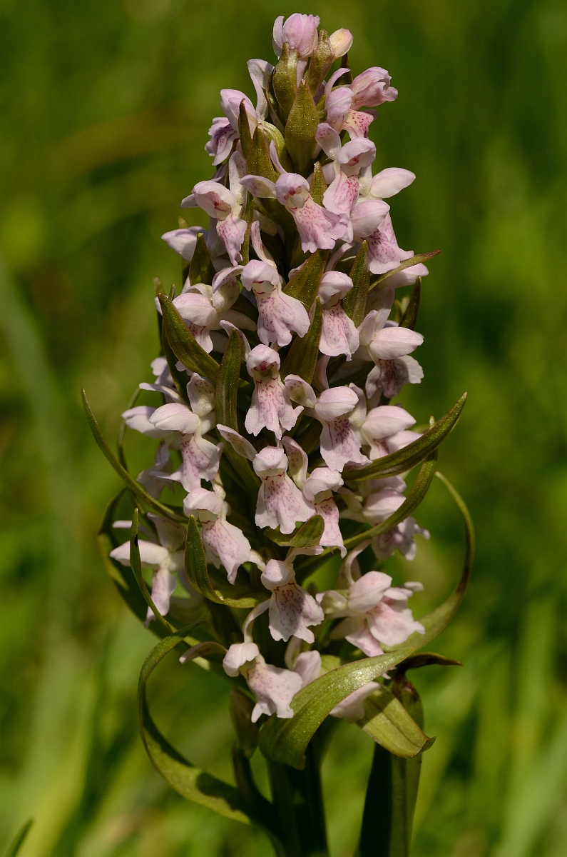 David Plant Photography - Wildlife Photography - Early marsh orchid - B.jpg - Early marsh orchid, incarnata, flowering spike - Hertfordshire