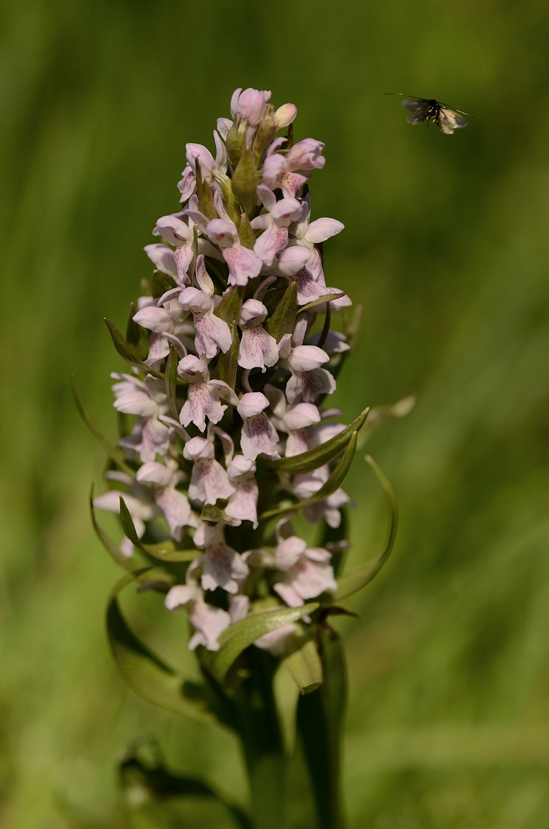 David Plant Photography - Wildlife Photography - Early marsh orchid - F.jpg - Early marsh orchid, incarnata, flowering spike with moth - Hertfordshire