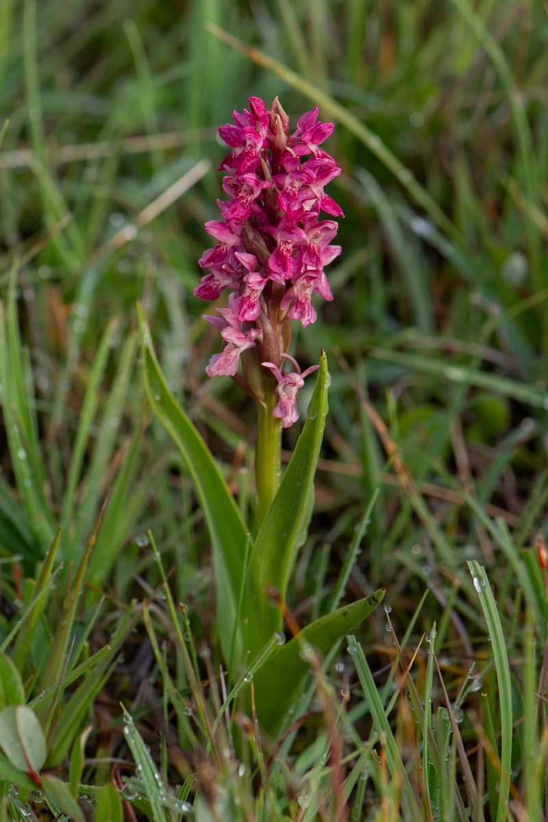 David Plant Photography - Wildlife Photography - Early marsh orchid - M.JPG - Early marsh orchid, coccinea -  Bridgend