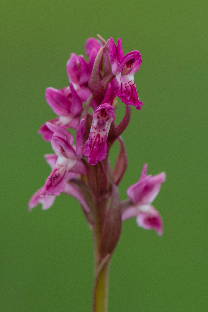 David Plant Photography - Wildlife Photography - Early marsh orchid - O.JPG - Early marsh orchid, coccinea -  Bridgend