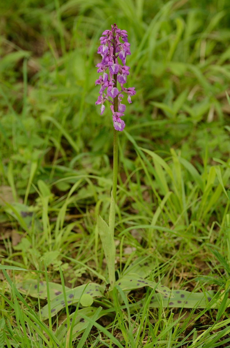 David Plant Photography - Wildlife Photography - Early purple orchid - B.jpg - Early purple orchid plant - Cambridgeshire