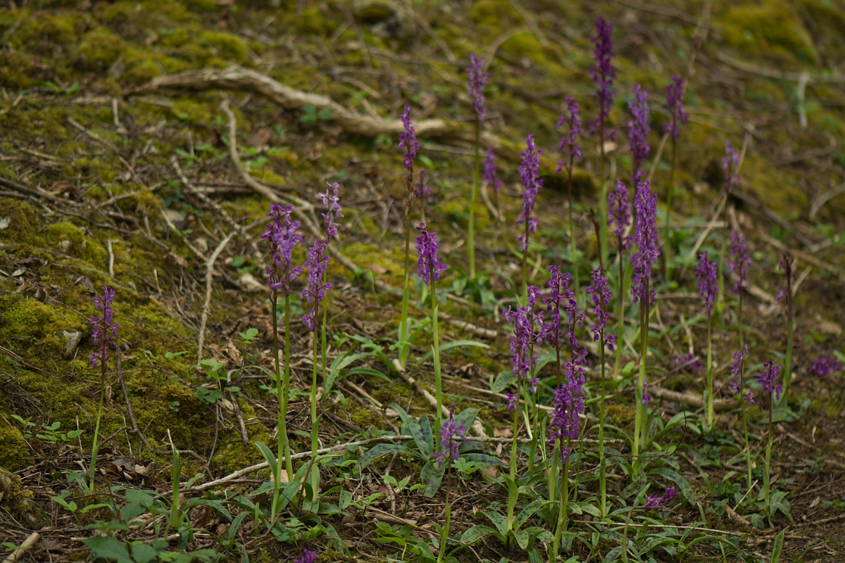 David Plant Photography - Wildlife Photography - Early purple orchid - F.jpg - Early purple orchids - Denbighshire