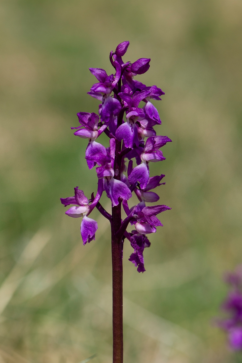 David Plant Photography - Wildlife Photography - Early purple orchid - J.JPG - Early purple orchid - Perthshire