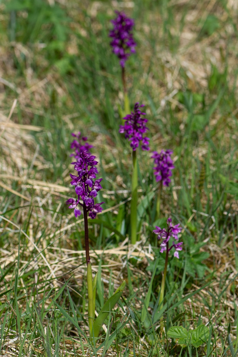 David Plant Photography - Wildlife Photography - Early purple orchid - K.JPG - Early purple orchid - Perthshire