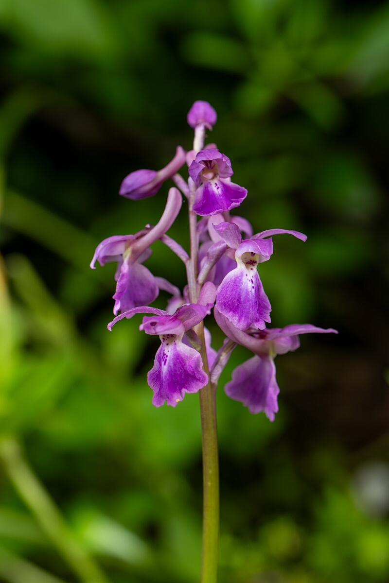 David Plant Photography - Wildlife Photography - Early purple orchid - N.jpg - Early purple orchid - Cotswolds