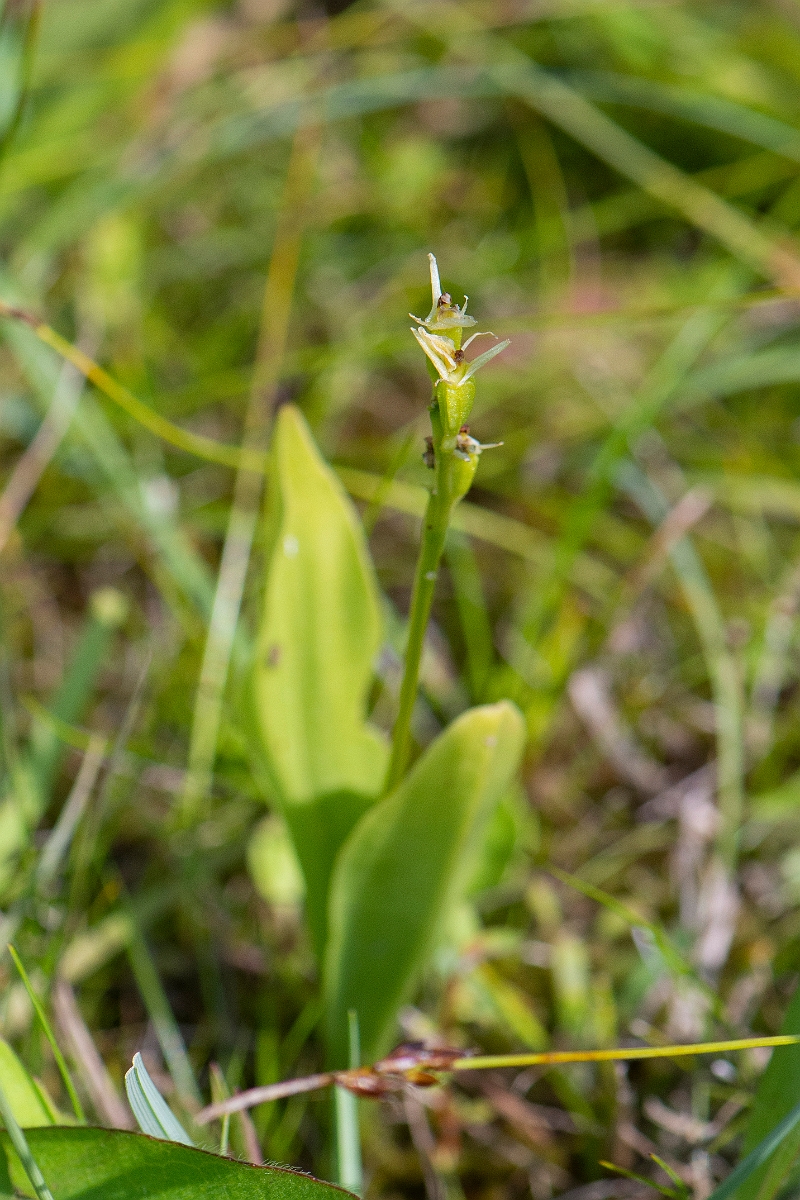 David Plant Photography - Wildlife Photography - Fen orchid - C.JPG - Fen orchid - Norfolk