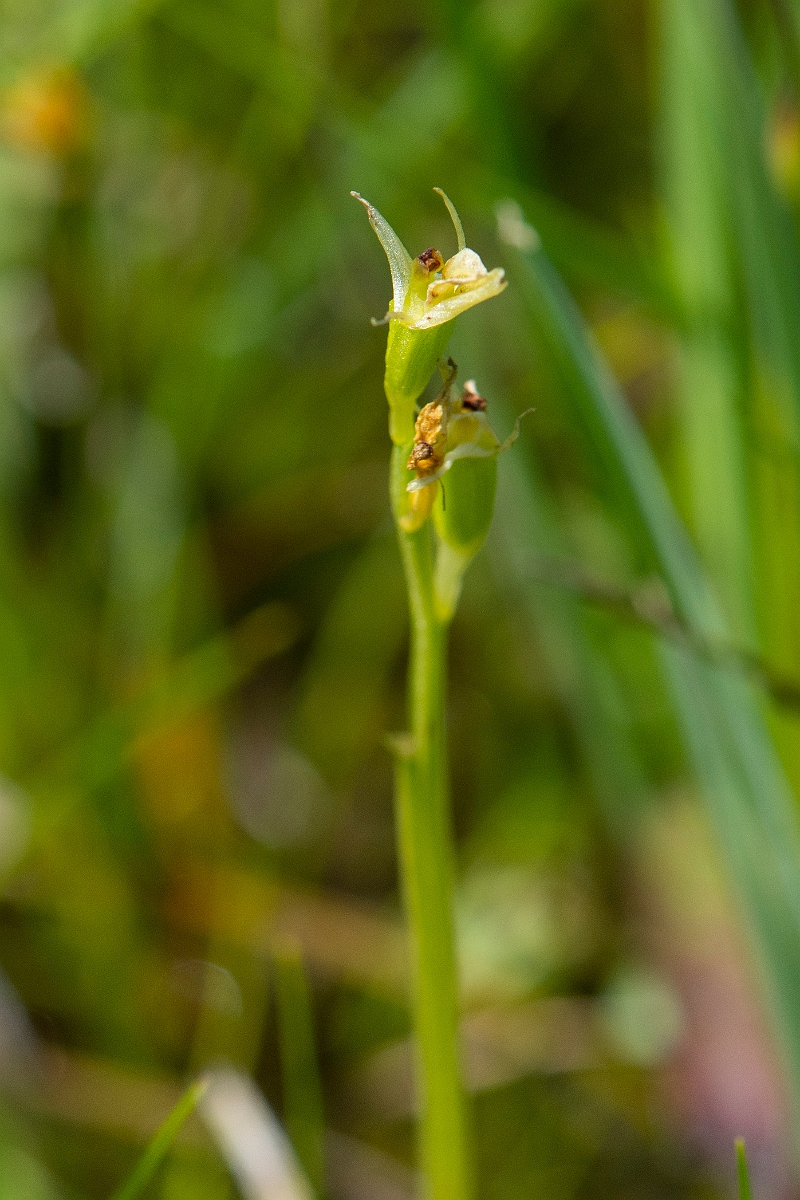 David Plant Photography - Wildlife Photography - Fen orchid - D.JPG - Fen orchid - Norfolk